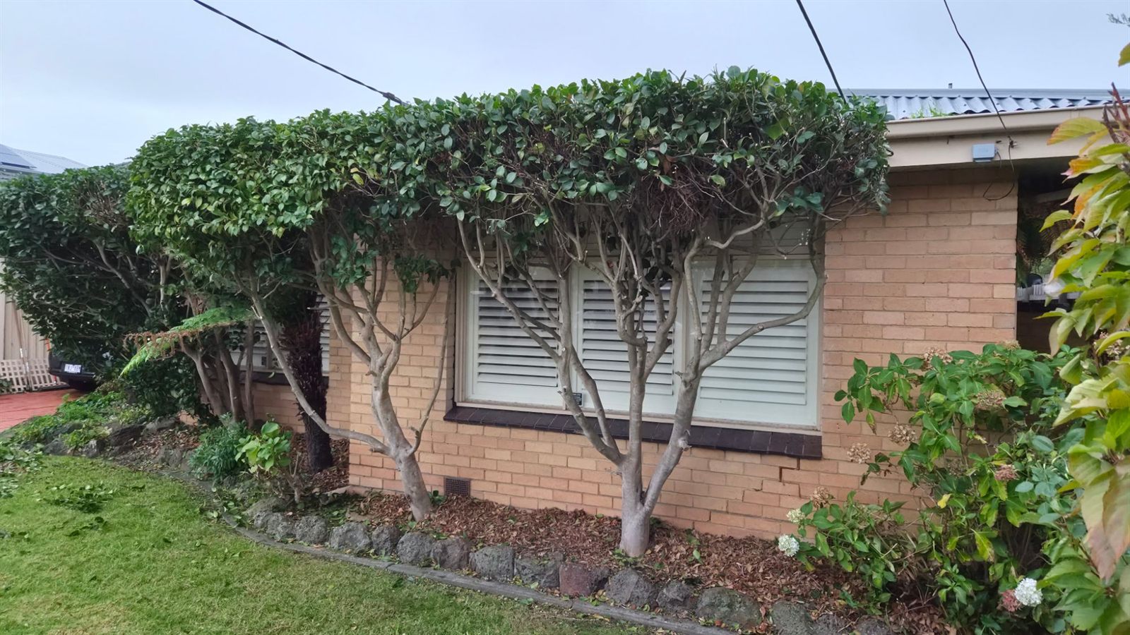 Front garden maintenance in Bayside Melbourne - pruned feature trees over a freshly mown lawn